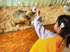 -怪兽屋·羊驼·猫咖·狗咖(俊华广场店)