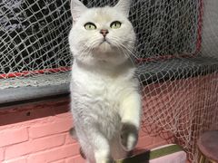 -喵屿·大理花园猫咖