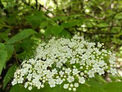 -秦岭终南山世界地质公园翠华山景区