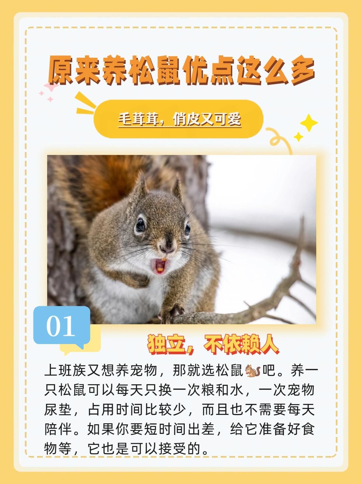 原来养松鼠9715有这么多优点