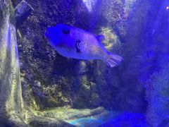 -太平洋海底世界