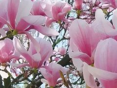 -陕西省西安植物园