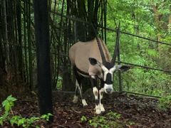 -清迈夜间动物园