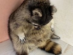 -浣熊柯尔鸭土拨鼠·电玩咖