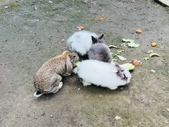 -哈尔滨北方森林动物园