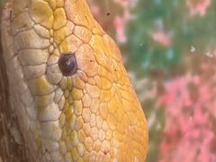 -上海大自然野生昆虫馆(东方明珠·爬宠昆虫探索中心)