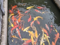 -羊楼洞