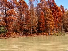 -上海海湾国家森林公园