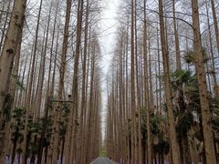 -东平国家森林公园