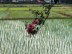 -红山村