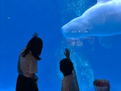 -海合安武汉极地海洋公园
