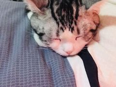 -猫大福·Fortune Cat猫舍(百子湾店)