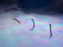 -暹罗海洋世界