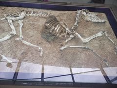 -陕西自然博物馆