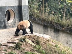 -中国大熊猫保护研究中心雅安碧峰峡基地
