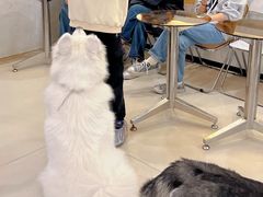 -共舞时光猫咖·狗咖(新街口店)