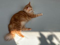 -豆逗聊愈猫阁Easy Life