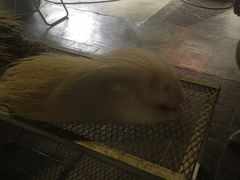 -清迈夜间动物园