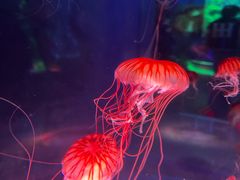 -上海海昌海洋公园
