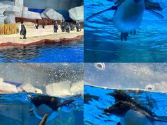 -海合安武汉极地海洋公园
