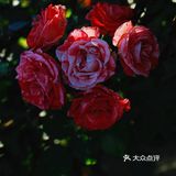 逛不够的北京宝藏园林