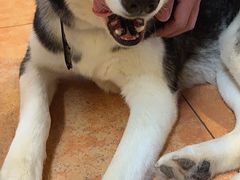 -more than meow吴止猫主题餐厅(承德 中船汇店)