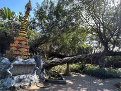 -瑞丽独树成林风景区