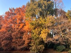 -上海共青森林公园