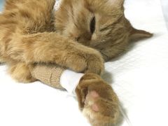 -中农大我爱我爱24h动物医院·中医针灸·猫专科·骨科医疗中心(双井店)