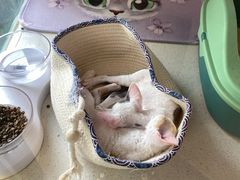 -糯米喵星人总部直营旗舰店·猫舍·幼猫出售
