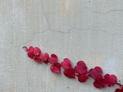 -中家鑫园温泉酒店鑫悦汤泉