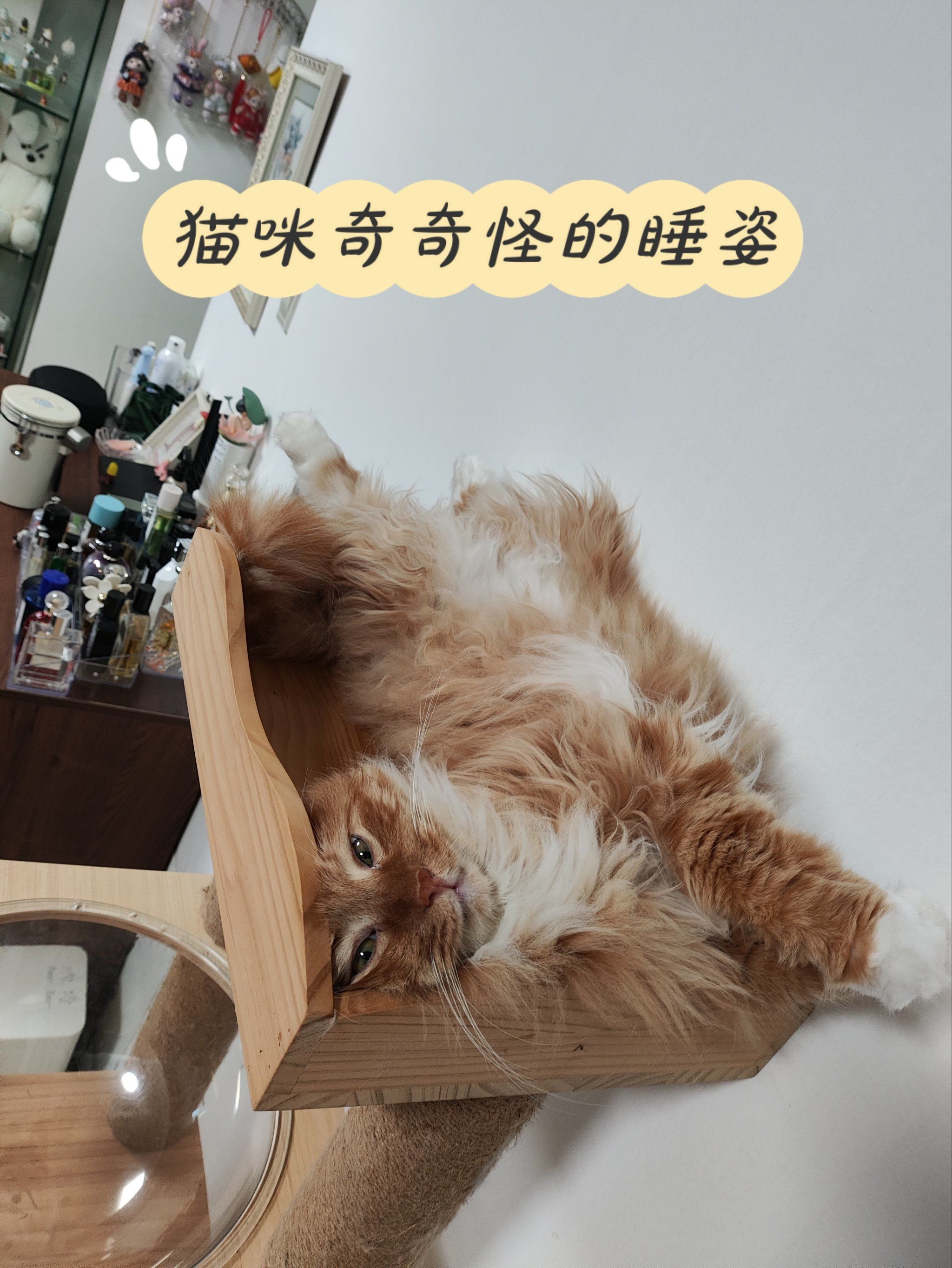 猫咪奇奇怪怪的睡姿-"骨折"睡姿93