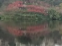 -重庆彩云湖湿地公园