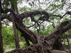 -小洲村