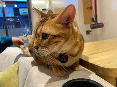 -啵啵喵·猫咖(攀华国际店)