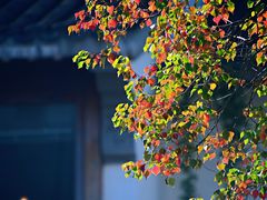 -老门东历史文化街区