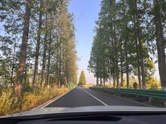 -东平国家森林公园