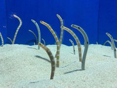 -上海海洋水族馆