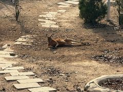 -大连森林动物园