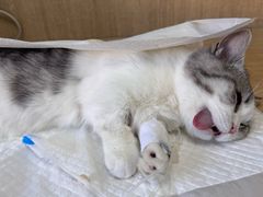 -北京观赏动物医院·24小时大型综合·猫专科·异宠专科