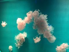 -福州罗源湾海洋世界旅游区