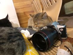 -喵屿·大理花园猫咖