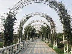 -百万葵园