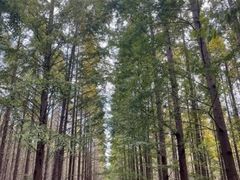 -渡海小渔村.老辈日照菜