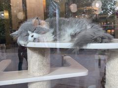 -猫大福·Fortune Cat猫舍(百子湾店)