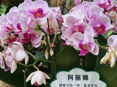 -三亚亚龙湾人间天堂鸟巢度假村