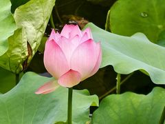 -荔湾湖公园