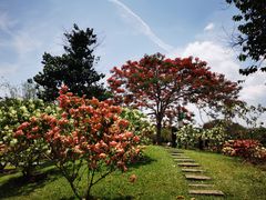 -中国科学院西双版纳热带植物园