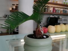-日出青木
