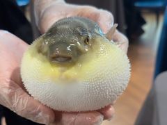 -肆月河豚·新淮扬(金融街店)